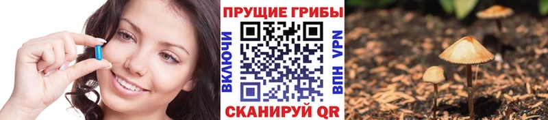 Псилоцибиновые грибы Cubensis Лесной